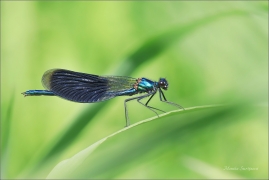 <p>MOTÝLICE LESKLÁ (Calopteryx splendens) Varnsdorf ---- /Banded demoiselle - Gebänderte Prachtlibelle/</p>